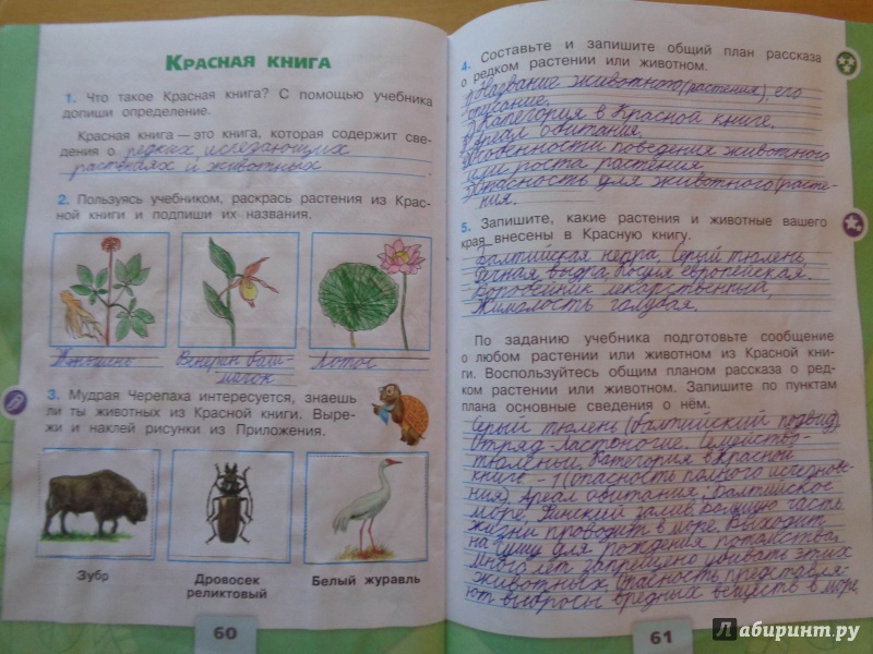 Окружающий мир страница 27 29. Рабочая тетрадь по окружающему миру 2 класс 1 часть красная книга. Красная книга окружающий мир 2 класс рабочая тетрадь стр. Окружающий мир 2 кл красная книга рабочая тетрадь. Проект по окружающему миру 2 класс красная книга рабочая тетрадь.