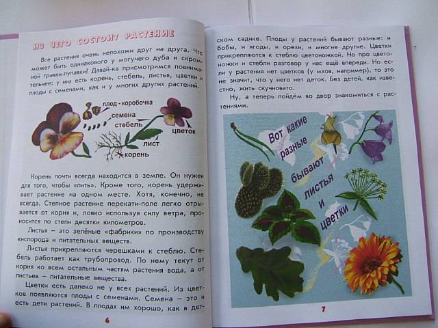 Иллюстрация 21 из 25 для Настоящая ботаника для мальчиков и девочек - Антонина Лукьянова | Лабиринт - книги. Источник: тата