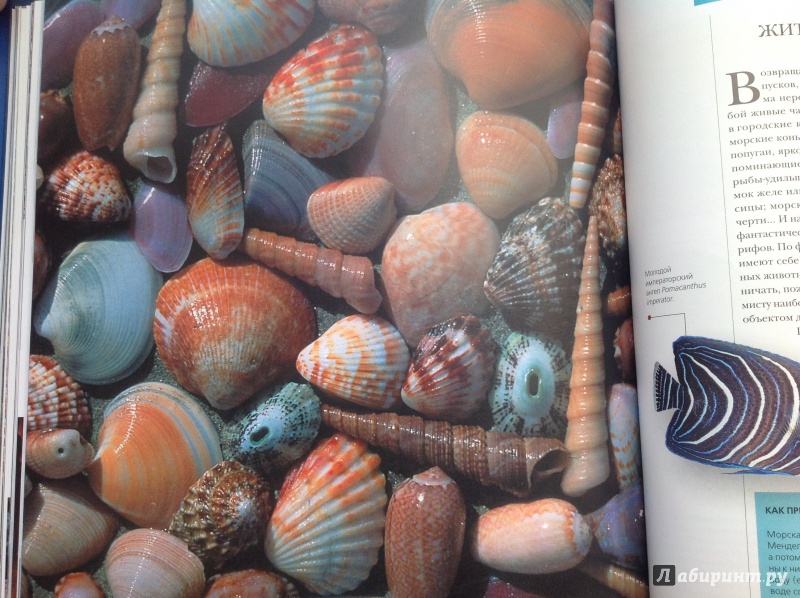 Иллюстрация 12 из 38 для Жители моря | Лабиринт - книги. Источник: Ерофеева  Елена