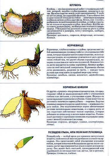 Иллюстрация 21 из 32 для Все о луковичных растениях - Дэвид Хессайон | Лабиринт - книги. Источник: Galia