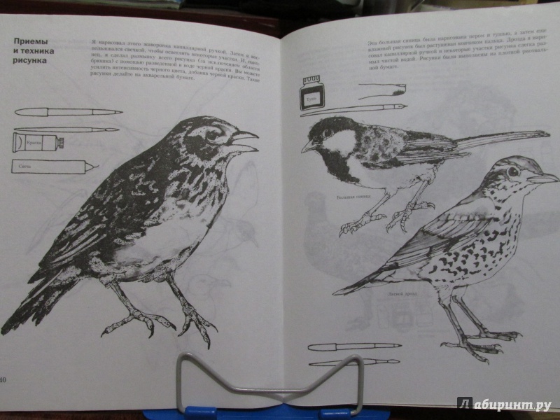 Иллюстрация 8 из 27 для Учитесь рисовать птиц - Дэвид Браун | Лабиринт - книги. Источник: Ivanov Igor