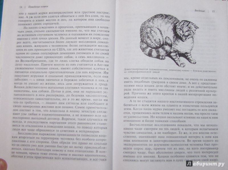 Иллюстрация 20 из 25 для Поведение кошки - Брюс Фогл | Лабиринт - книги. Источник: V  Marisha