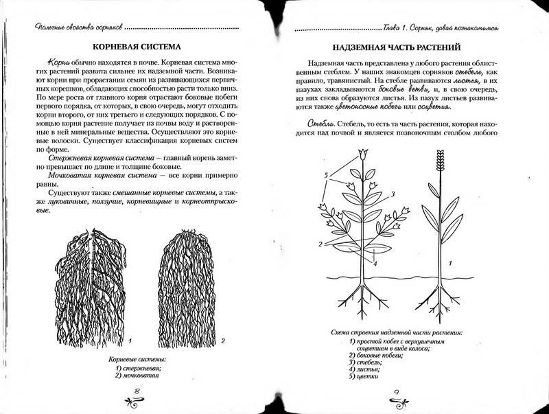 Иллюстрация 12 из 38 для Полезные свойства сорняков - Нелли Кислова | Лабиринт - книги. Источник: Ялина