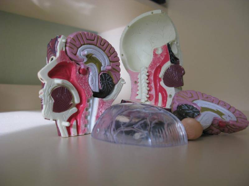 Иллюстрация 6 из 7 для Анатомическая модель человека "Мозг и череп" (E2370BS) | Лабиринт - игрушки. Источник: Лаптева  Лариса Владимировна