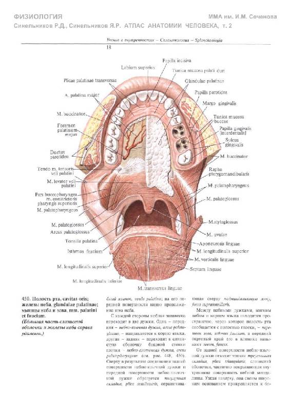 Анатомическая полости рта. Ротовая полость анатомия Синельников. Анатомия ротовой полости атлас Синельников. Ротовая полость анатомия латынь. Ротовая полость анатомия человека Сапин.