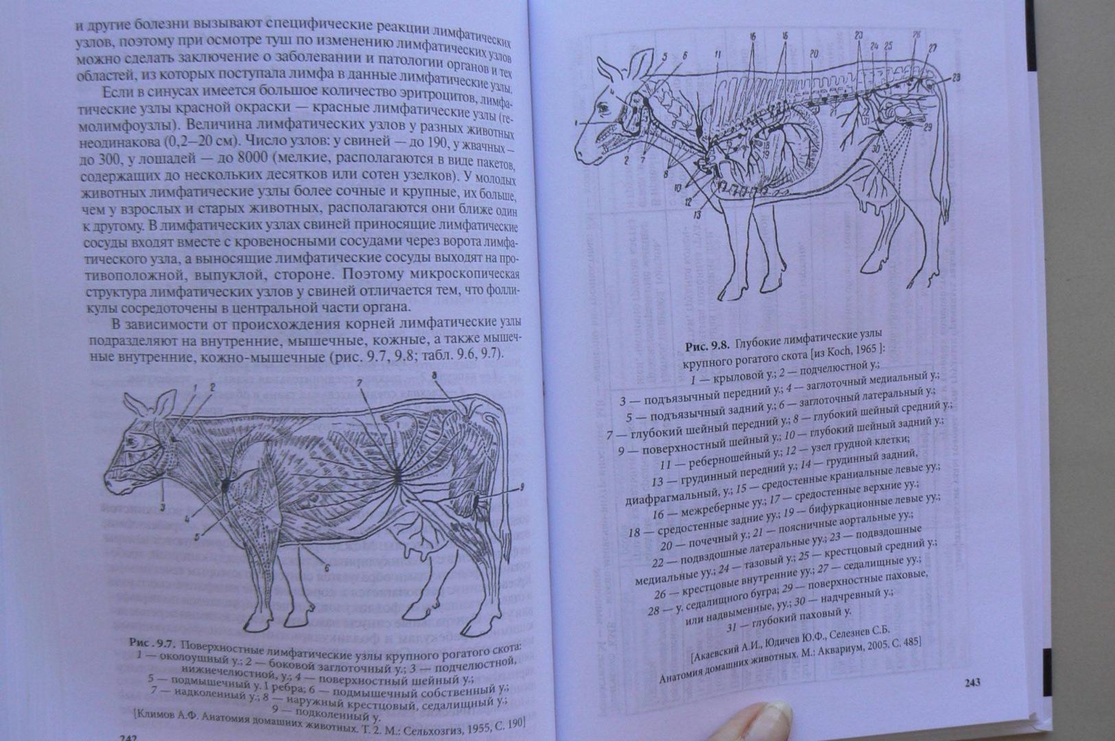 Иллюстрация 5 из 5 для Анатомия животных. Учебник - Боев, Журавлева, Брагин | Лабиринт - книги. Источник: Лидия