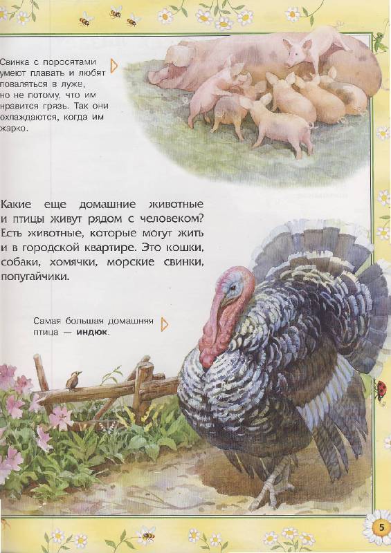 Иллюстрация 3 из 6 для Животные | Лабиринт - книги. Источник: Евгения Анатольевна