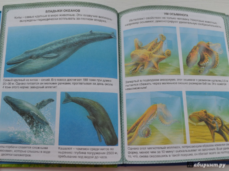 Иллюстрация 29 из 42 для Животные-рекордсмены - Эмили Бомон | Лабиринт - книги. Источник: Орлова Лариса