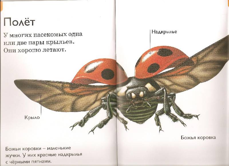 Иллюстрация 17 из 17 для Насекомые и пауки - Дениз Райан | Лабиринт - книги. Источник: Марта