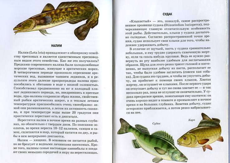 Иллюстрация 6 из 49 для Жизнь в пресной воде - Сергей Афонькин | Лабиринт - книги. Источник: Книголюб