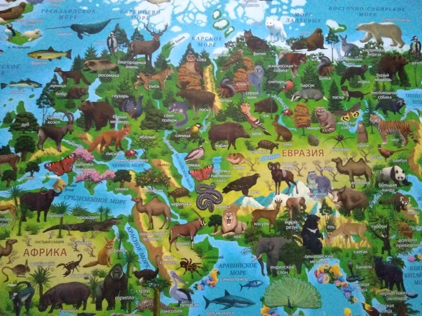 Иллюстрация 14 из 20 для Карта "Животный и растительный мир" (101х69 см) (КН011) | Лабиринт - книги. Источник: Irina Vladimirovna
