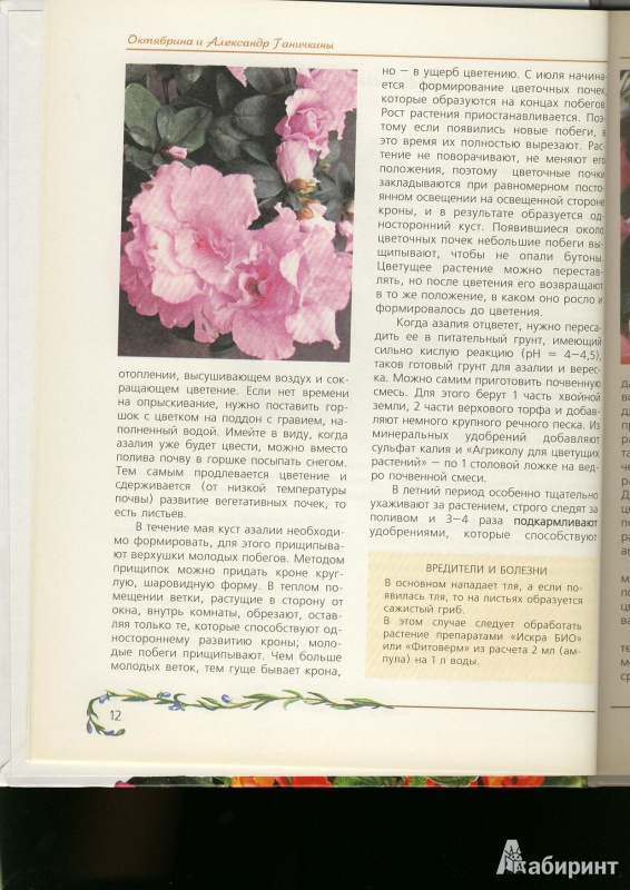 Иллюстрация 8 из 15 для Любимые домашние цветы - Ганичкина, Ганичкин | Лабиринт - книги. Источник: ЛиС-а