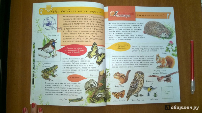Иллюстрация 4 из 24 для Животные - Петр Волцит | Лабиринт - книги. Источник: v