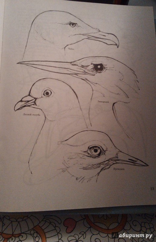 Иллюстрация 24 из 27 для Учитесь рисовать птиц - Дэвид Браун | Лабиринт - книги. Источник: ss0263042