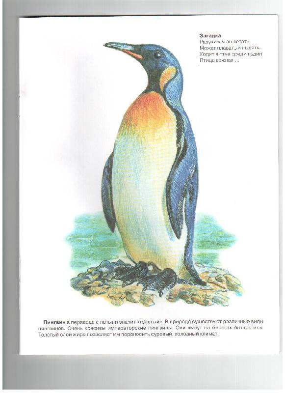 Иллюстрация 2 из 5 для Дидактический материал "Мир вокруг нас". "Животные Арктики и Антарктики" - Т. Куликовская | Лабиринт - книги. Источник: gabi