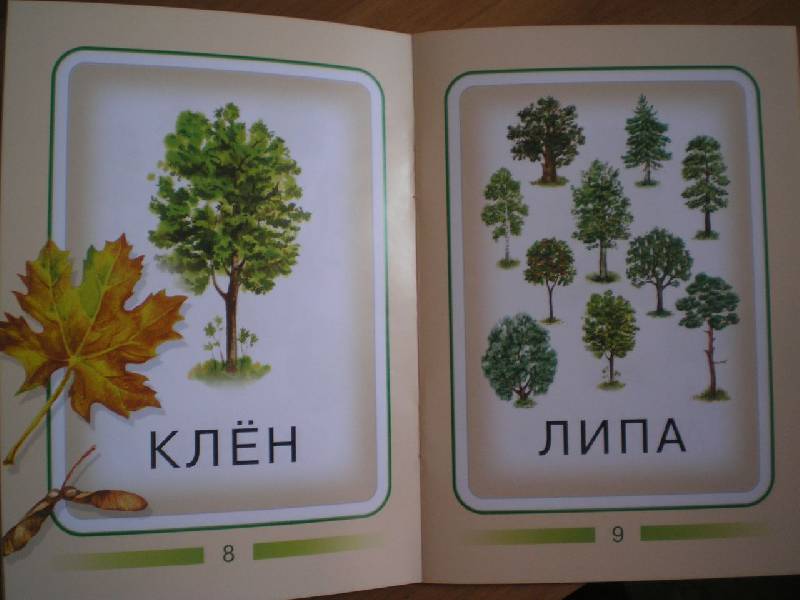 Иллюстрация 5 из 7 для Деревья | Лабиринт - книги. Источник: Тарасенко  Екатерина Сергеевна