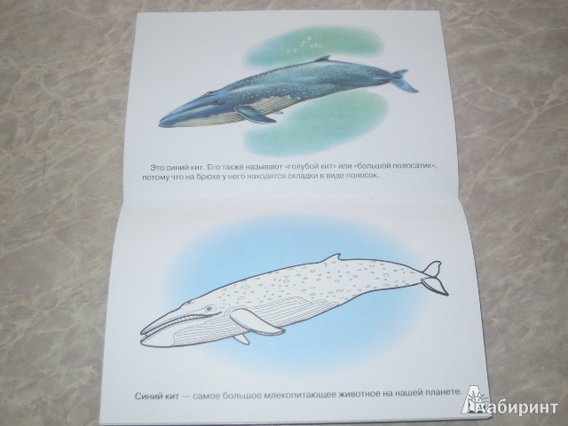 Иллюстрация 8 из 23 для Раскраска. Животные Арктики и Антарктики. | Лабиринт - книги. Источник: Iwolga