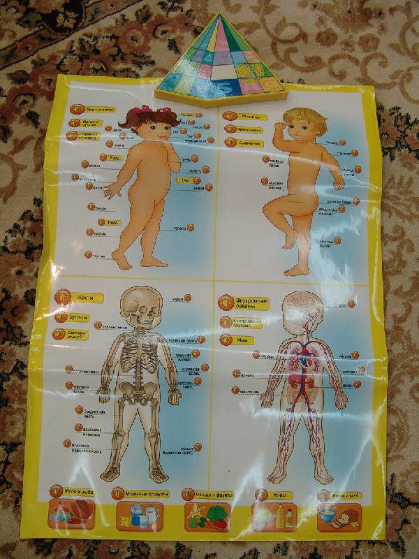 Иллюстрация 6 из 18 для Говорящая анатомия (13129) | Лабиринт - игрушки. Источник: Лаванда