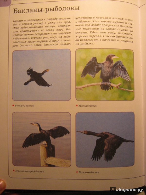 Иллюстрация 9 из 35 для Птицы - Анна Спектор | Лабиринт - книги. Источник: Евгения39