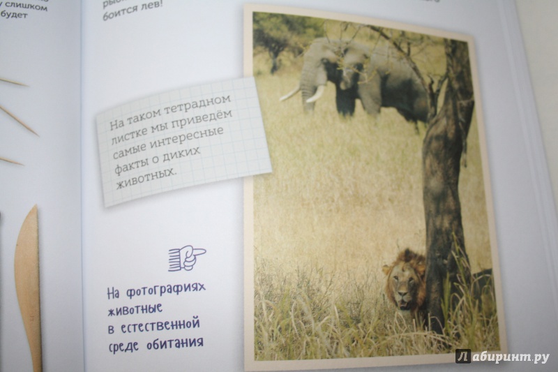 Иллюстрация 24 из 24 для Пластилиновая Африка и все, все, все... Дикие животные - Норберт Паунтер | Лабиринт - книги. Источник: Иванова  Анна