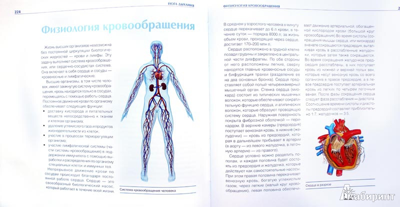 Иллюстрация 9 из 12 для Йога-анатомия. Как работают асаны для здоровья и стройности тела - Фомин, Громаковская | Лабиринт - книги. Источник: chita-drita