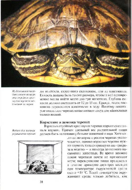 Иллюстрация 15 из 16 для Красноухие черепахи. Содержание и уход - Райнер Прашага | Лабиринт - книги. Источник: Юта