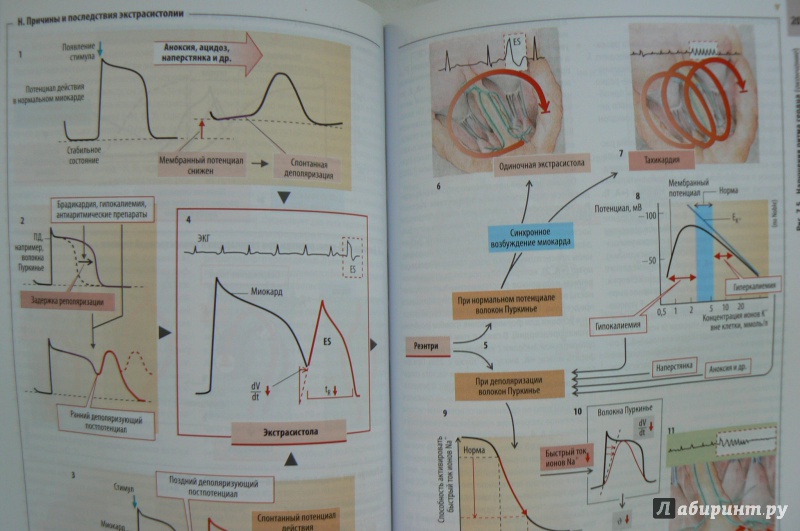 Иллюстрация 24 из 33 для Клиническая патофизиология. Атлас - Зилбернагль, Ланг | Лабиринт - книги. Источник: Марина
