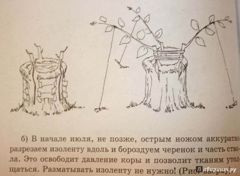 Иллюстрация 8 из 13 для Формировка вместо обрезки - Николай Курдюмов | Лабиринт - книги. Источник: Остапчук  Дарья