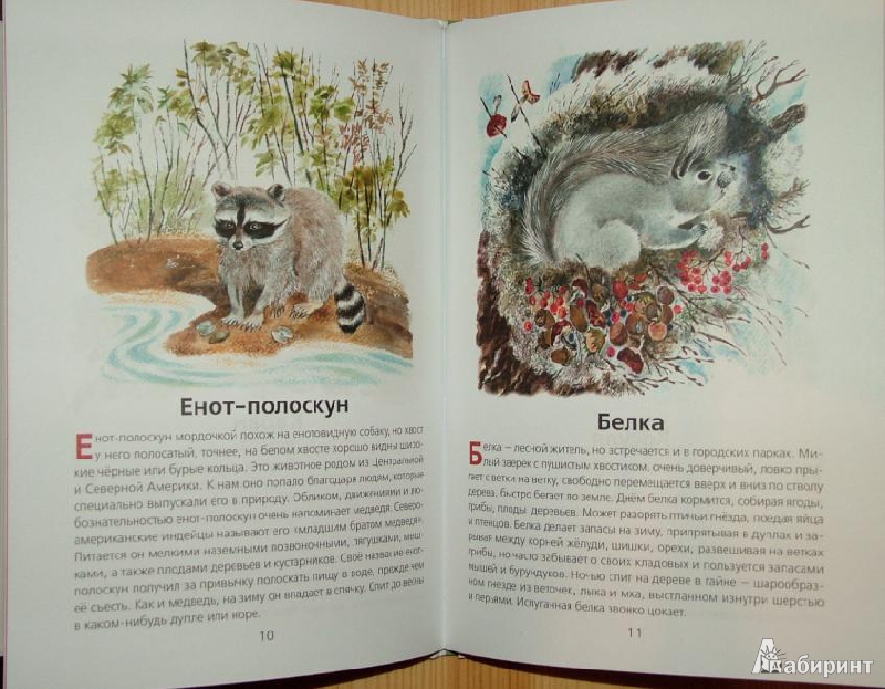 Иллюстрация 2 из 9 для Животные нашей страны (+CD) - Владимир Храбрый | Лабиринт - книги. Источник: om-2