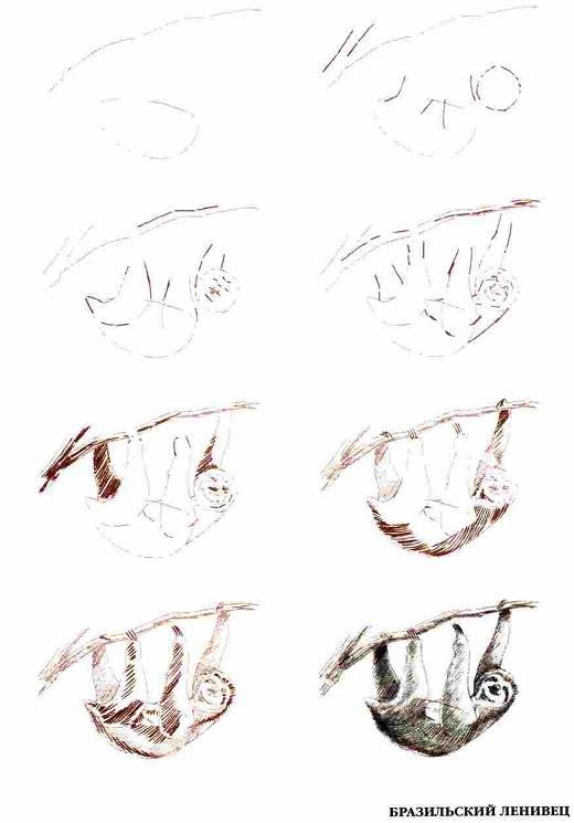 Иллюстрация 3 из 18 для Рисуем 50 исчезающих животных - Эймис, Бадд | Лабиринт - книги. Источник: Спанч Боб