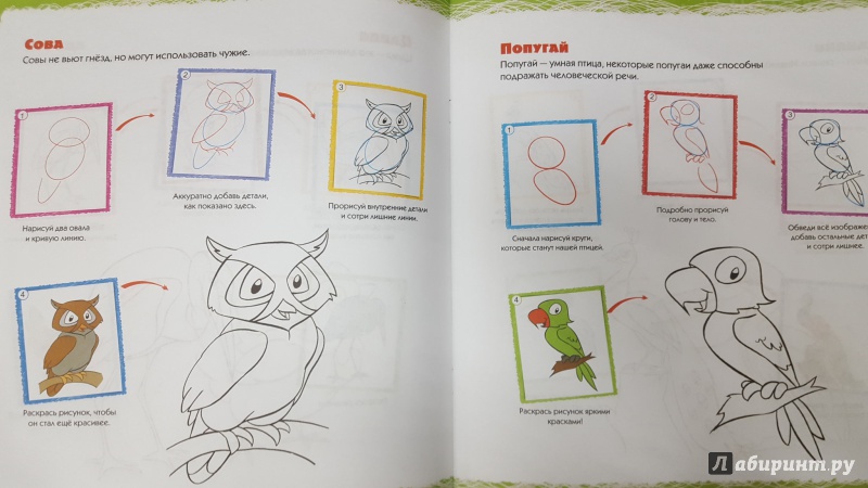 Иллюстрация 3 из 5 для Учимся рисовать. Птицы | Лабиринт - книги. Источник: Теплова  Юлия