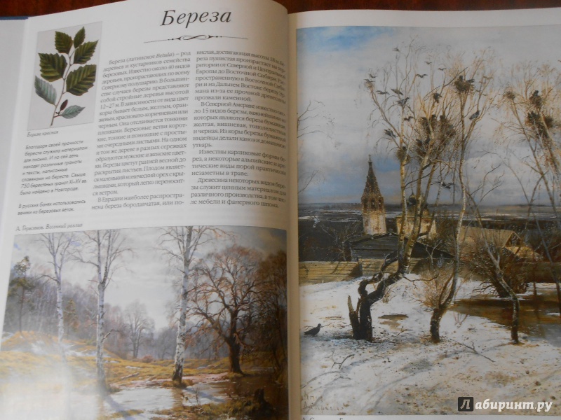 Иллюстрация 18 из 39 для Самые известные деревья | Лабиринт - книги. Источник: Леан