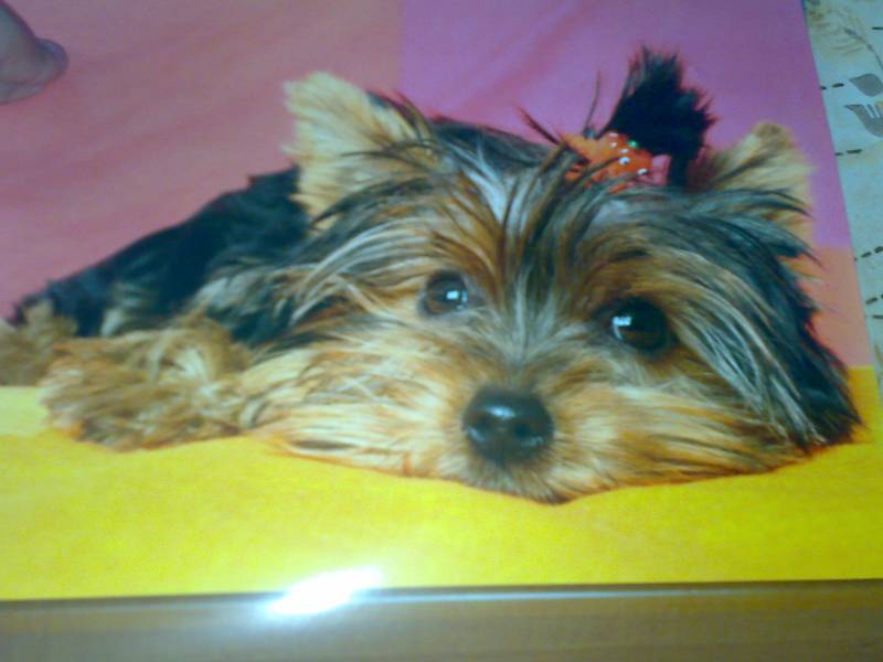 Иллюстрация 3 из 4 для Календарь 2009 Собаки (70820) | Лабиринт - сувениры. Источник: Юлия7