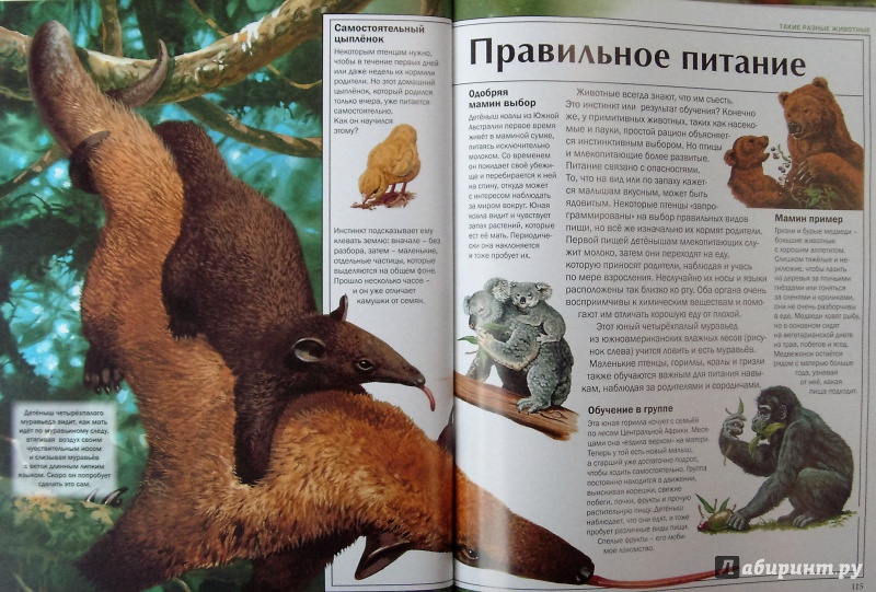 Иллюстрация 30 из 54 для Мир удивительных животных - Стоунхауз, Бертрам | Лабиринт - книги. Источник: Соловьев  Владимир