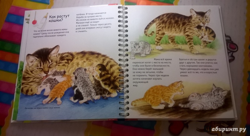 Иллюстрация 32 из 32 для Кошки - Патрисия Меннен | Лабиринт - книги. Источник: Лабиринт