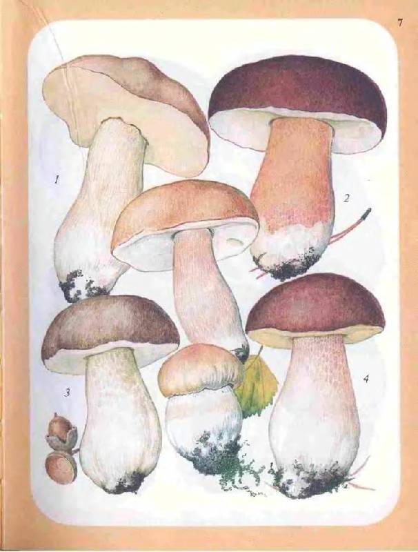 Иллюстрация 15 из 33 для Большой определитель грибов - Александр Юдин | Лабиринт - книги. Источник: Юта