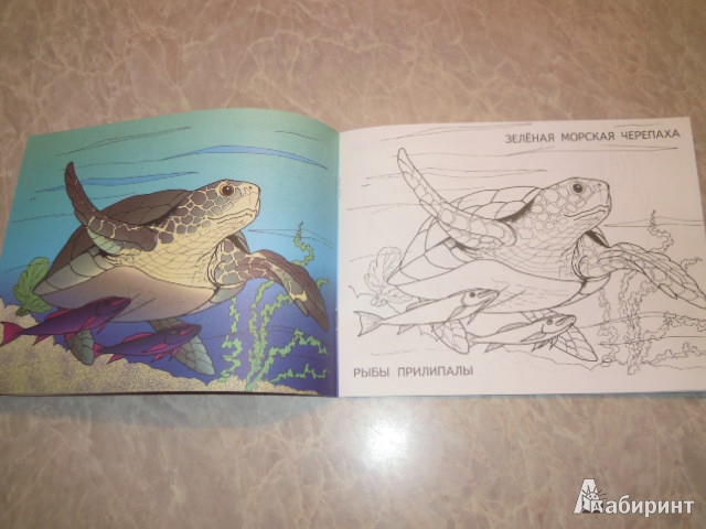Иллюстрация 5 из 9 для Изучаем и раскрашиваем. Морские животные | Лабиринт - книги. Источник: Iwolga