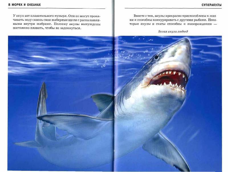 Иллюстрация 10 из 30 для В морях и океанах - Сергей Афонькин | Лабиринт - книги. Источник: Dana-ja
