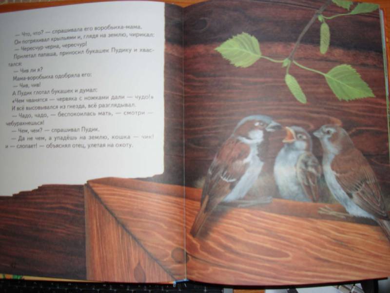 Иллюстрация 7 из 34 для Большая птичья книга | Лабиринт - книги. Источник: Нинуля