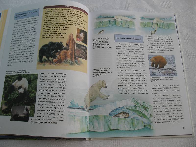 Иллюстрация 11 из 16 для Медведи - Удо Ганслоссер | Лабиринт - книги. Источник: tayana