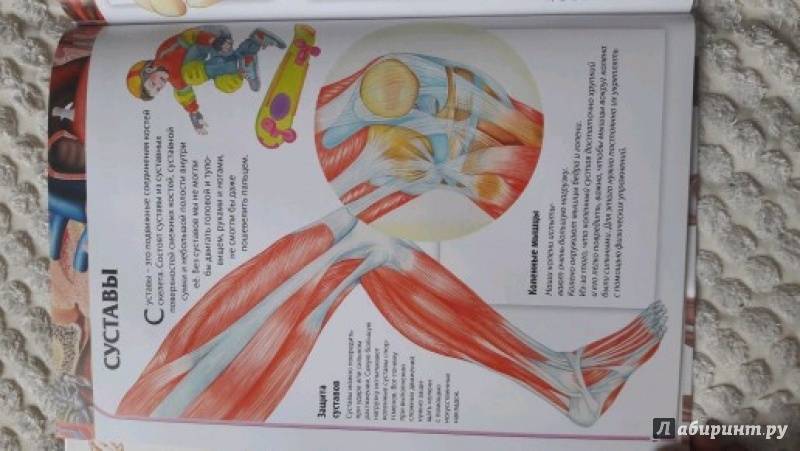 Иллюстрация 45 из 52 для Детский атлас анатомии - Винченцо Гуиди | Лабиринт - книги. Источник: Филатова Светлана