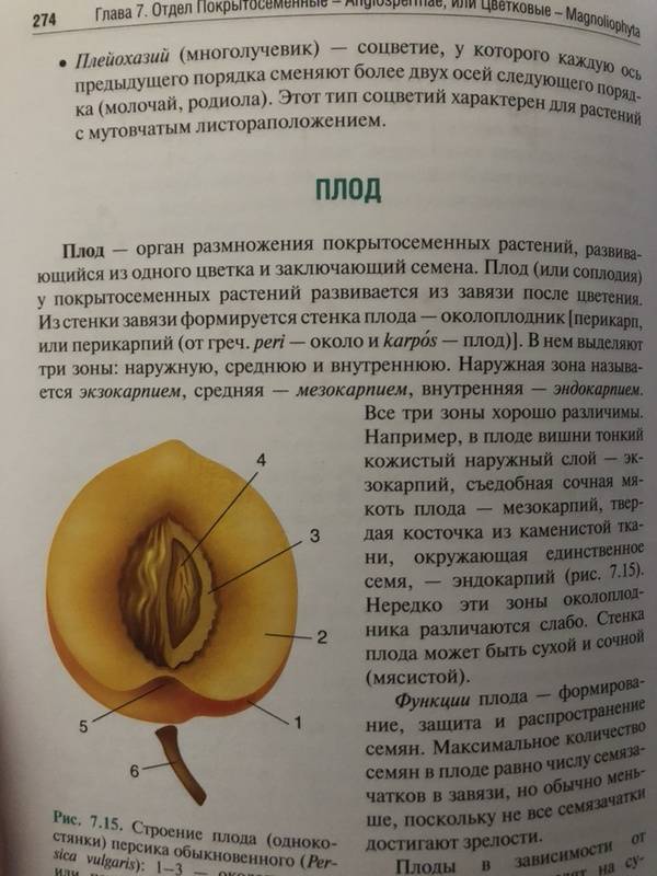 Иллюстрация 38 из 44 для Ботаника. Учебник - Барабанов, Зайчикова | Лабиринт - книги. Источник: Марина