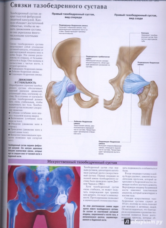 Иллюстрация 23 из 27 для Самый полный атлас по анатомии и физиологии | Лабиринт - книги. Источник: lidiya15