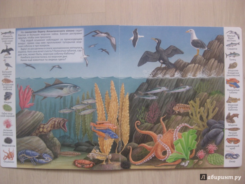 Иллюстрация 4 из 13 для Животные и растения морей и океанов | Лабиринт - книги. Источник: Ведникова  Светлана