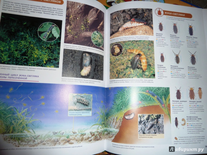 Иллюстрация 30 из 39 для Самые красивые в мире: бабочки, жуки, стрекозы, цикады, кузнечики, пауки и скорпионы | Лабиринт - книги. Источник: настя тимарг
