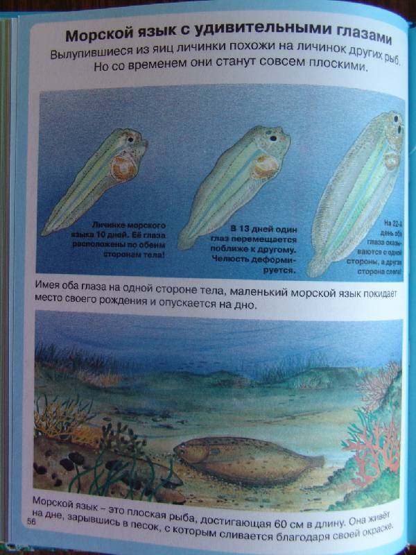 Иллюстрация 41 из 45 для Тайны моря - Мари-Рене Пимон | Лабиринт - книги. Источник: Лаванда