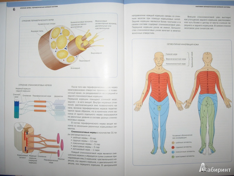 Иллюстрация 5 из 14 для Крепкие нервы. Периферическая нервная система - Инна Чистова | Лабиринт - книги. Источник: yakomoz