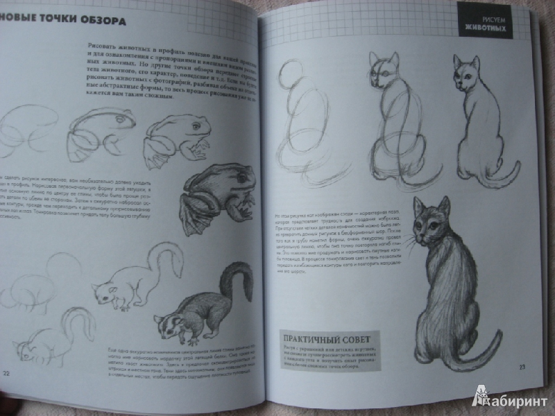 Иллюстрация 13 из 30 для Рисуем животных - Питер Грей | Лабиринт - книги. Источник: Юта