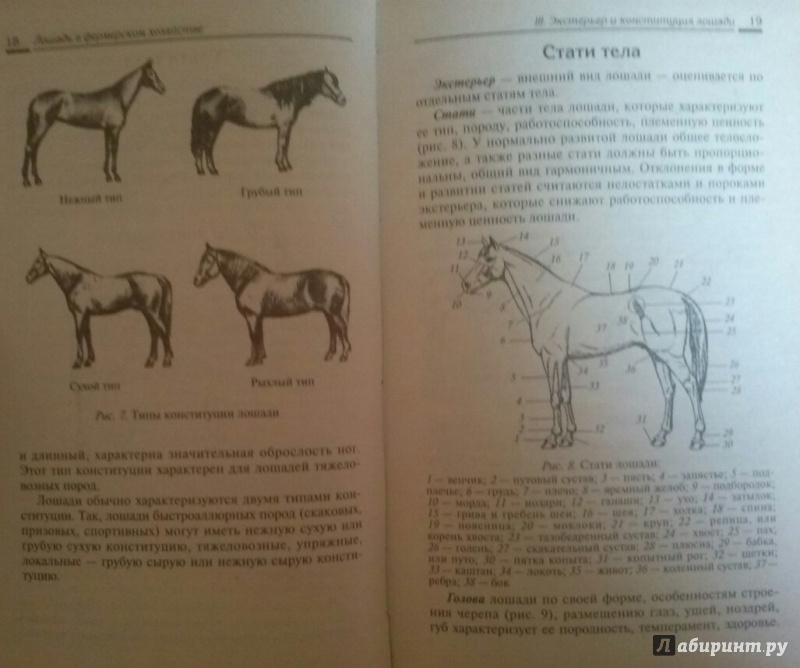 Иллюстрация 10 из 16 для Лошадь в фермерском хозяйстве - Мирось, Ткачева | Лабиринт - книги. Источник: SiB