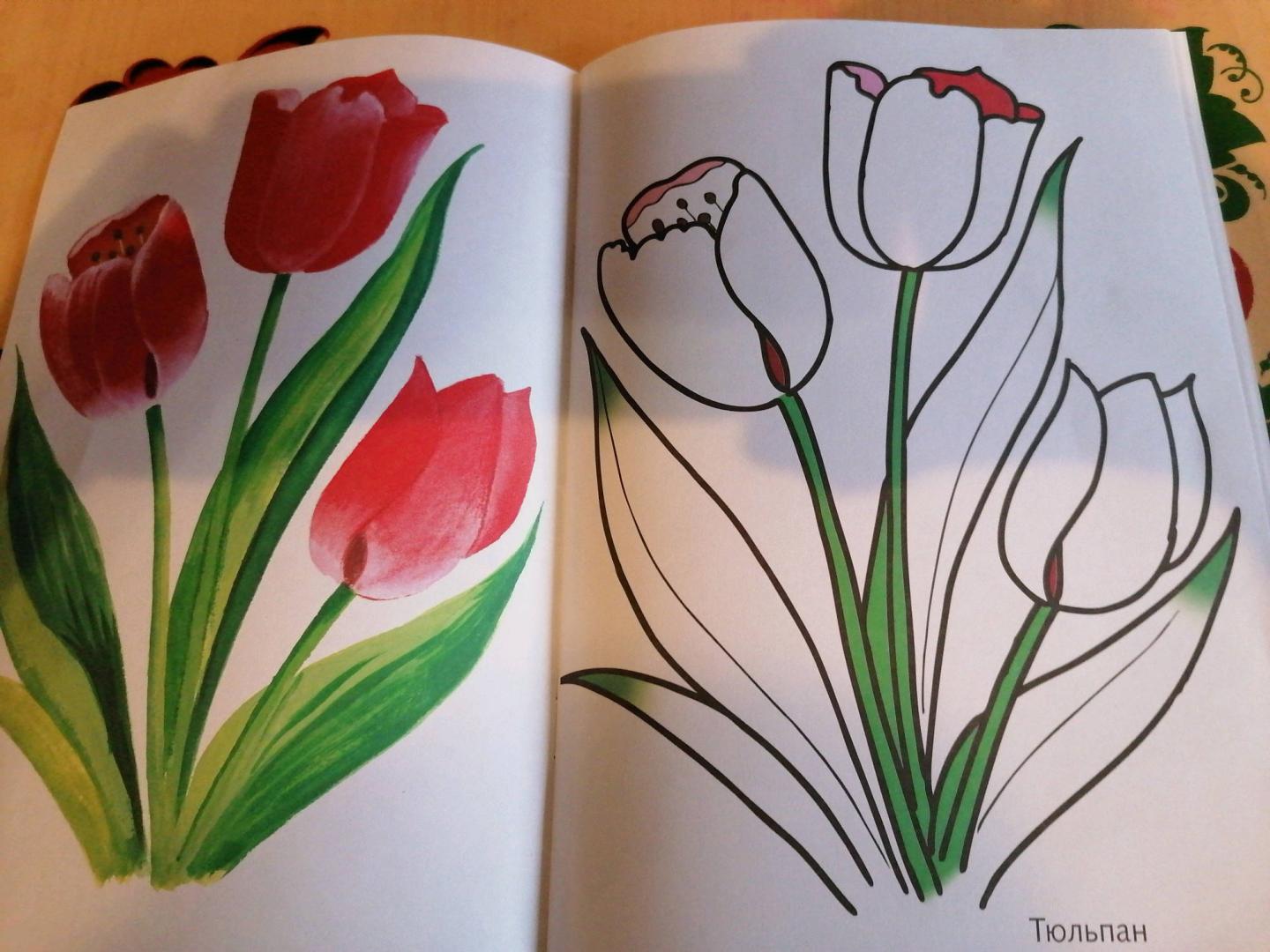 Иллюстрация 15 из 16 для Цветы садовые | Лабиринт - книги. Источник: Савушкина Ольга